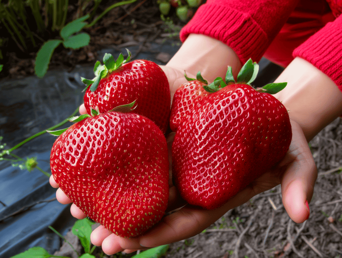 Полуниця у розрізі